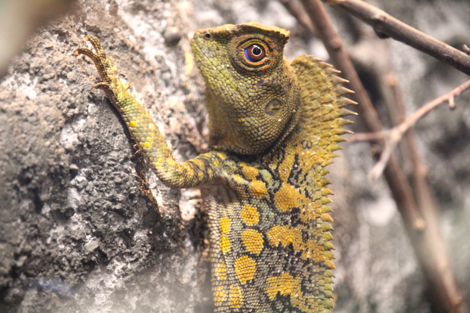 Chameleon Forest Dragon