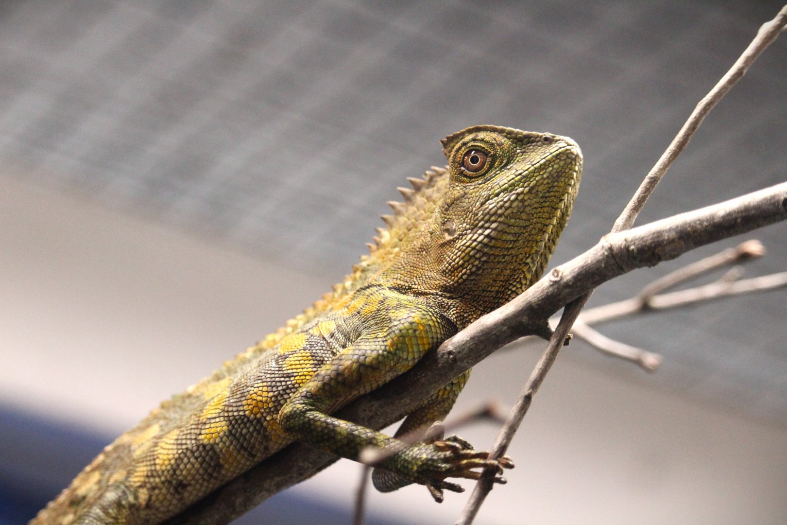 Chameleon Forest Dragon