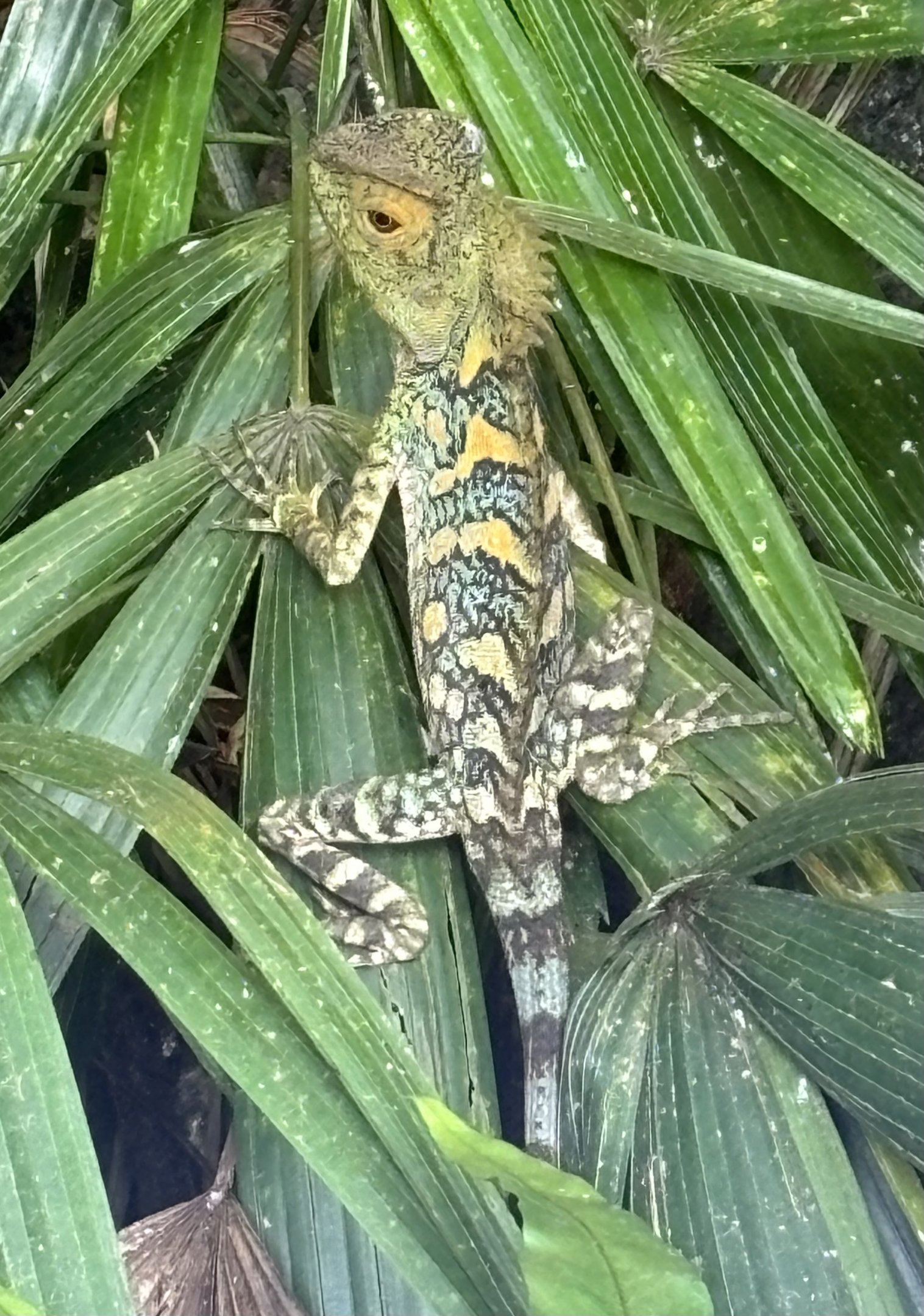 Chameleon Forest Dragon