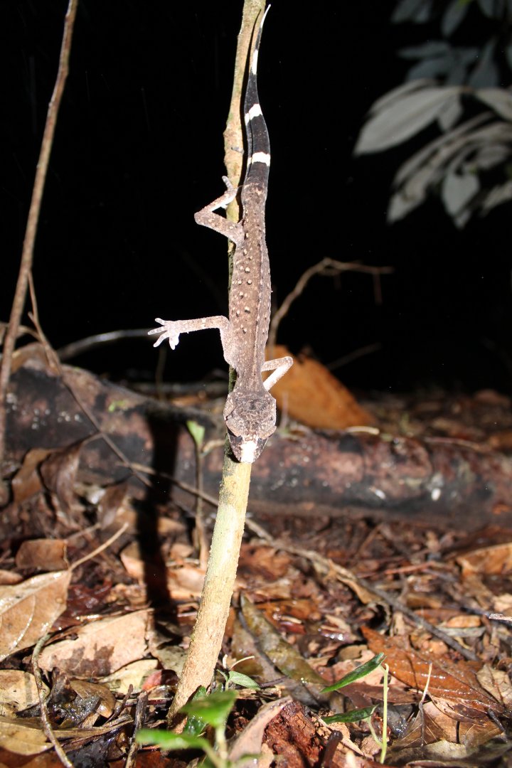 Chameleon Gecko (Carphodactylus laevis)