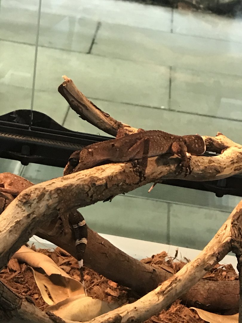 Chameleon Gecko (Carphodactylus laevis)