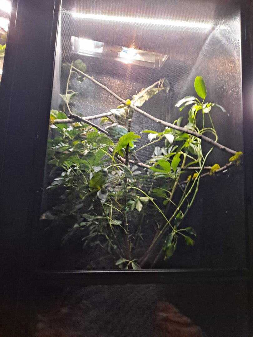 Chameleon ID? (4/19/25)