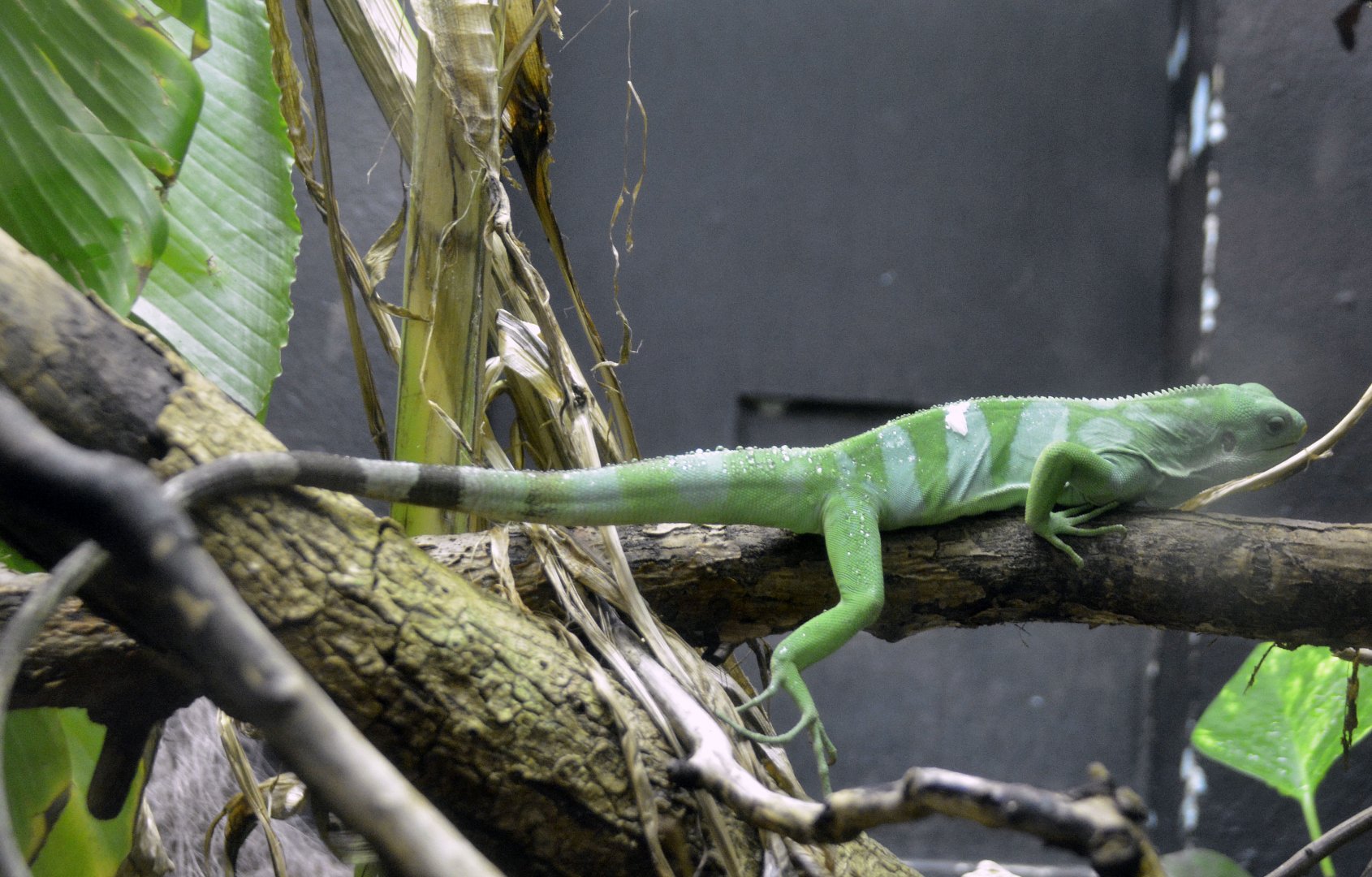 Chameleon (ID Required please?London zoo 25 07 2020