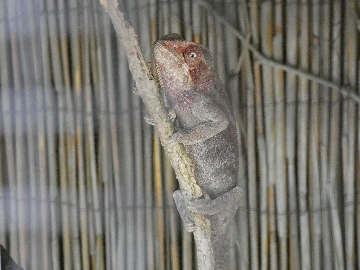 Chameleon ID - Zoo Zajezd