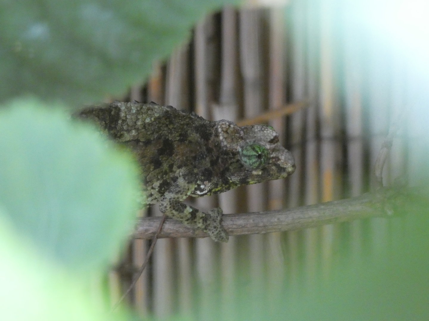 Chameleon ID - Zoo Zajezd
