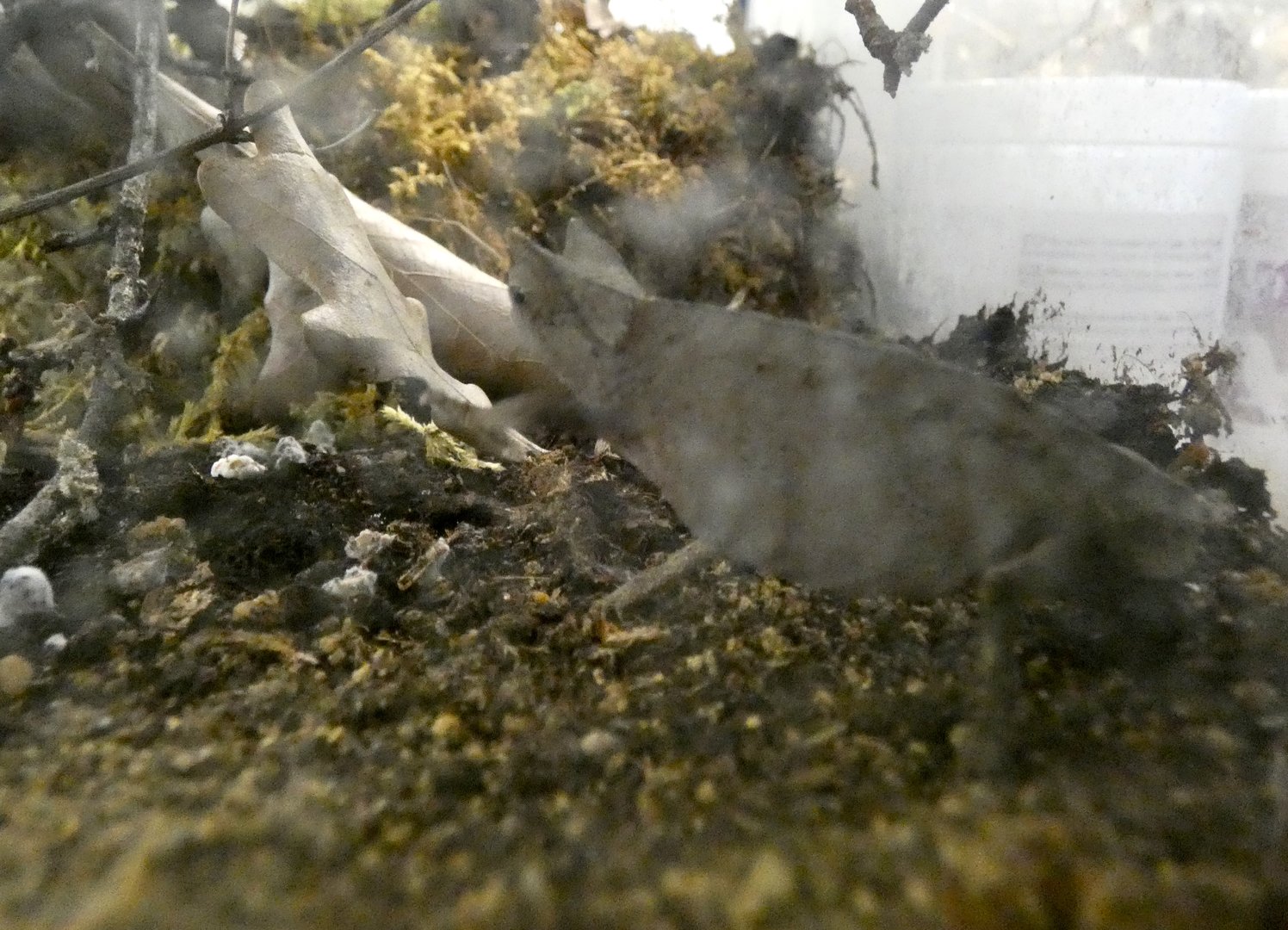 Chameleon ID - Zoo Zajezd