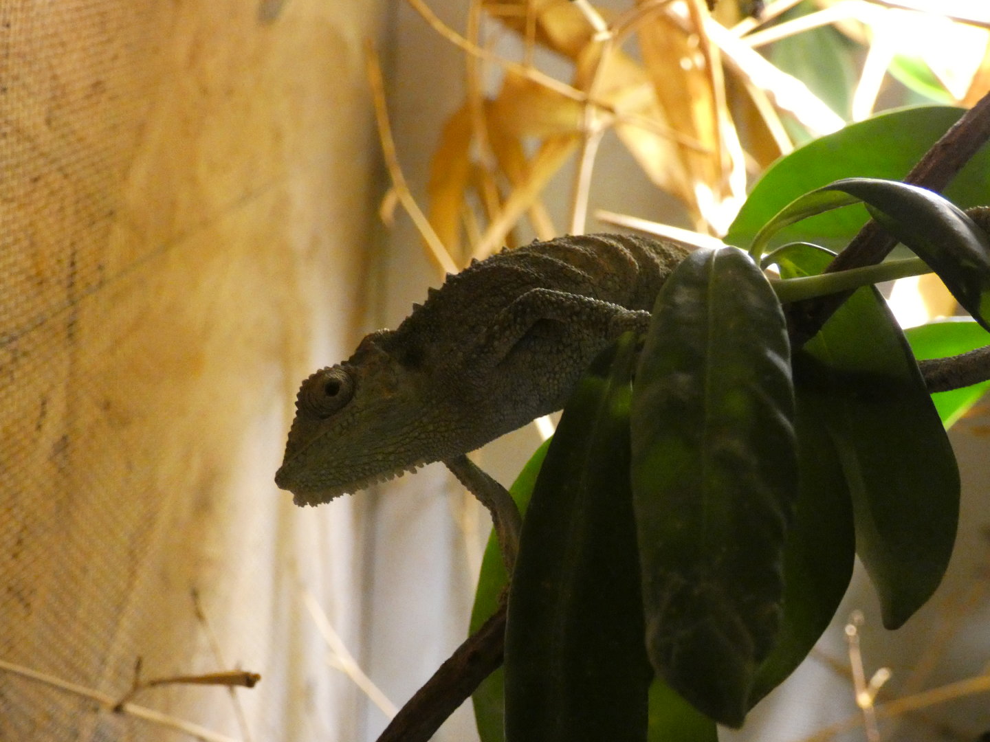 Chameleon ID - Zoo Zajezd