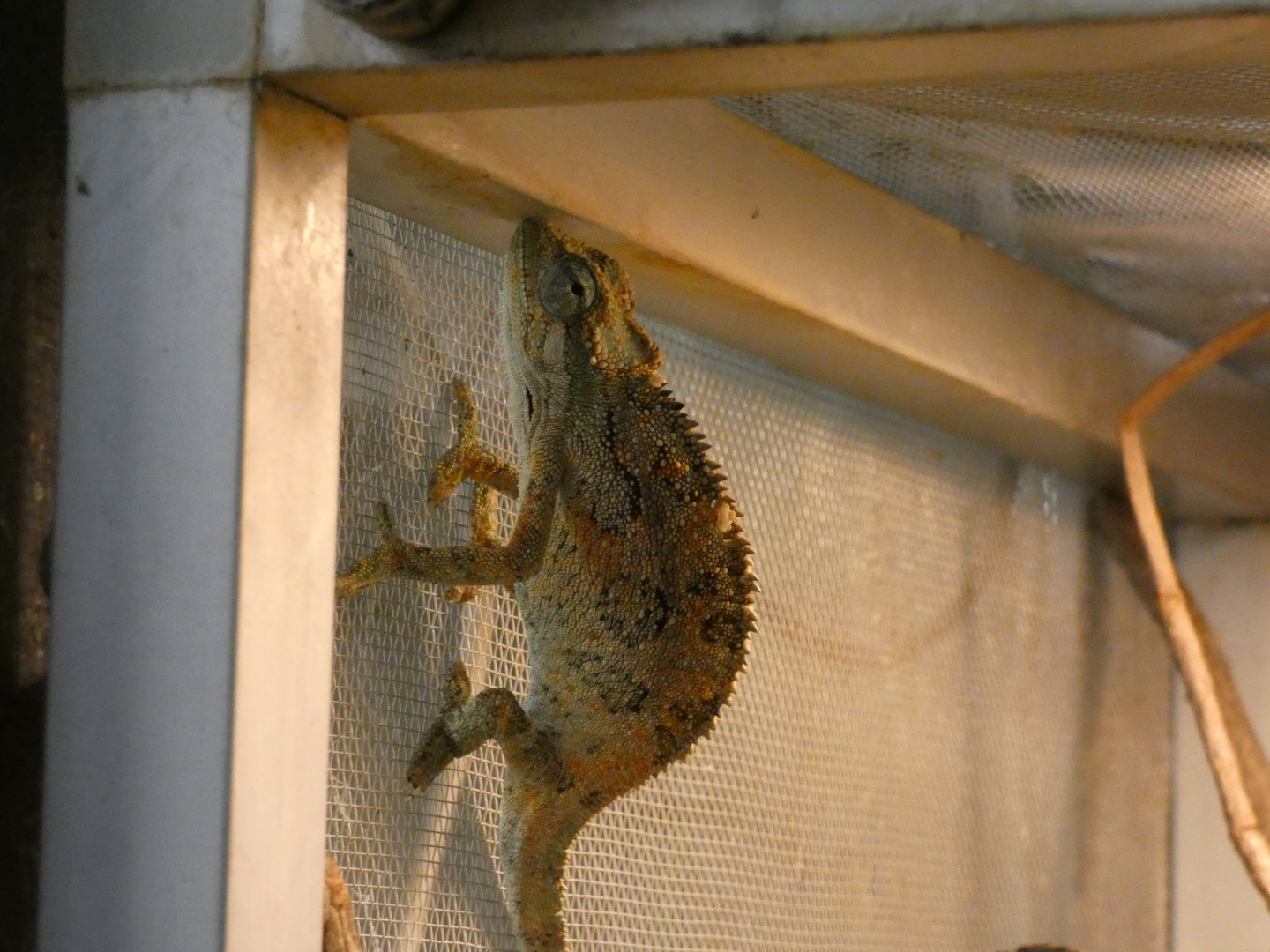 Chameleon ID - Zoo Zajezd