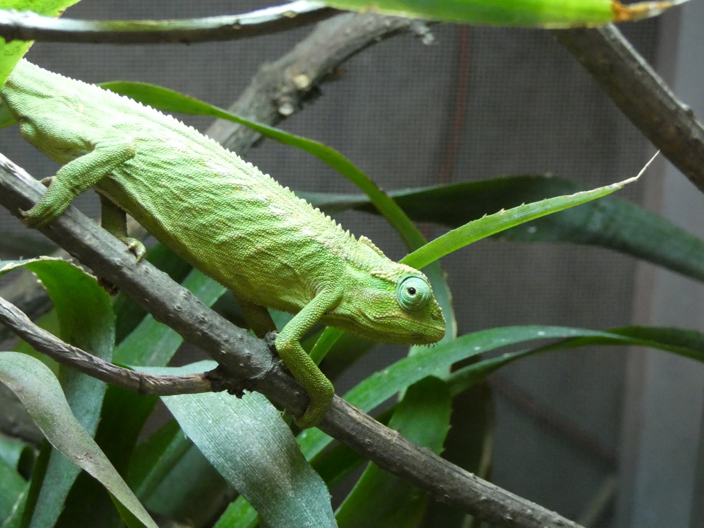 Chameleon ID - Zoo Zajezd