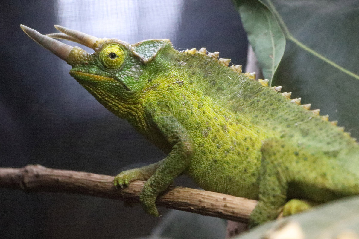 Chameleon ID - Zoopark Zájezd