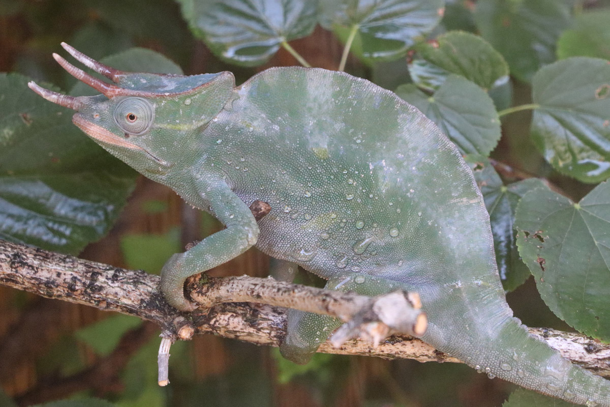 Chameleon ID - Zoopark Zájezd