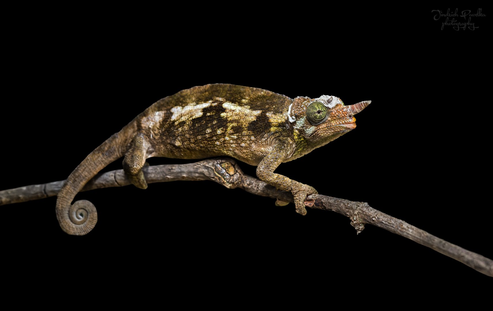 Chameleon ID - Zoopark Zájezd