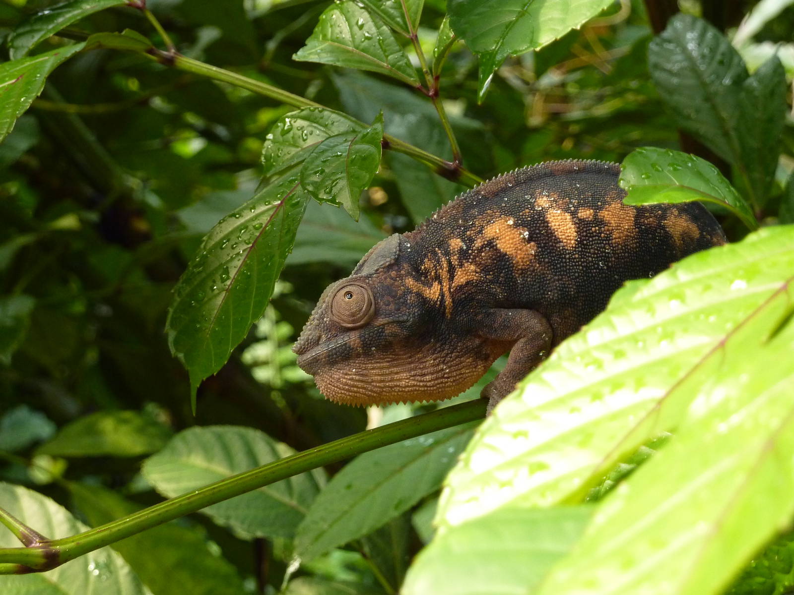 Chameleon in Masoala