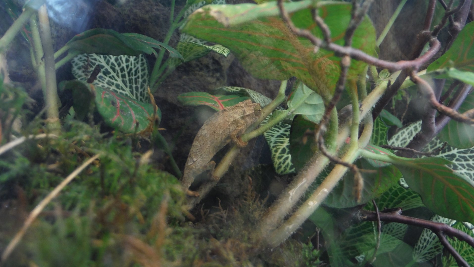Chameleon in Swedish pet store 2015