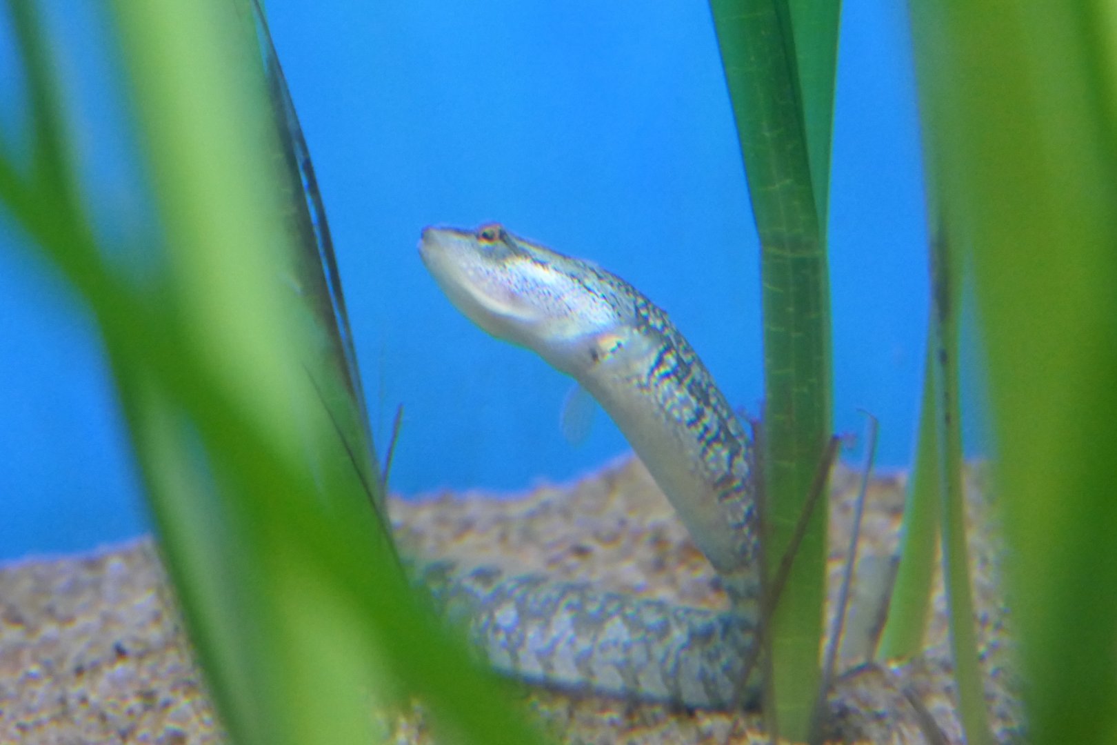 Chameleon Kissing Eelpout (Zoarchias neglectus)