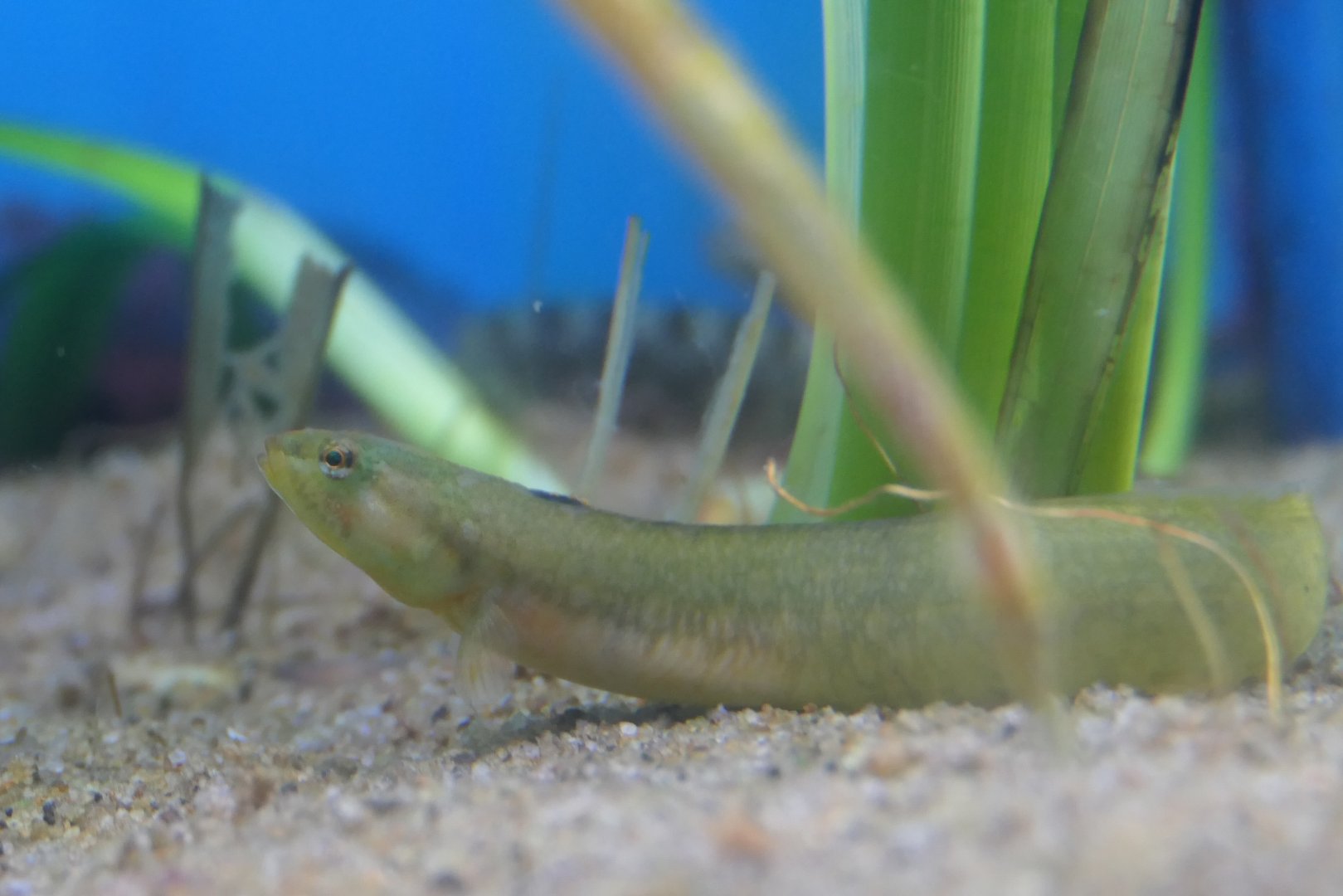 Chameleon Kissing Eelpout (Zoarchias neglectus)
