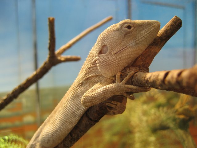 Chameleon Lizard, 2006