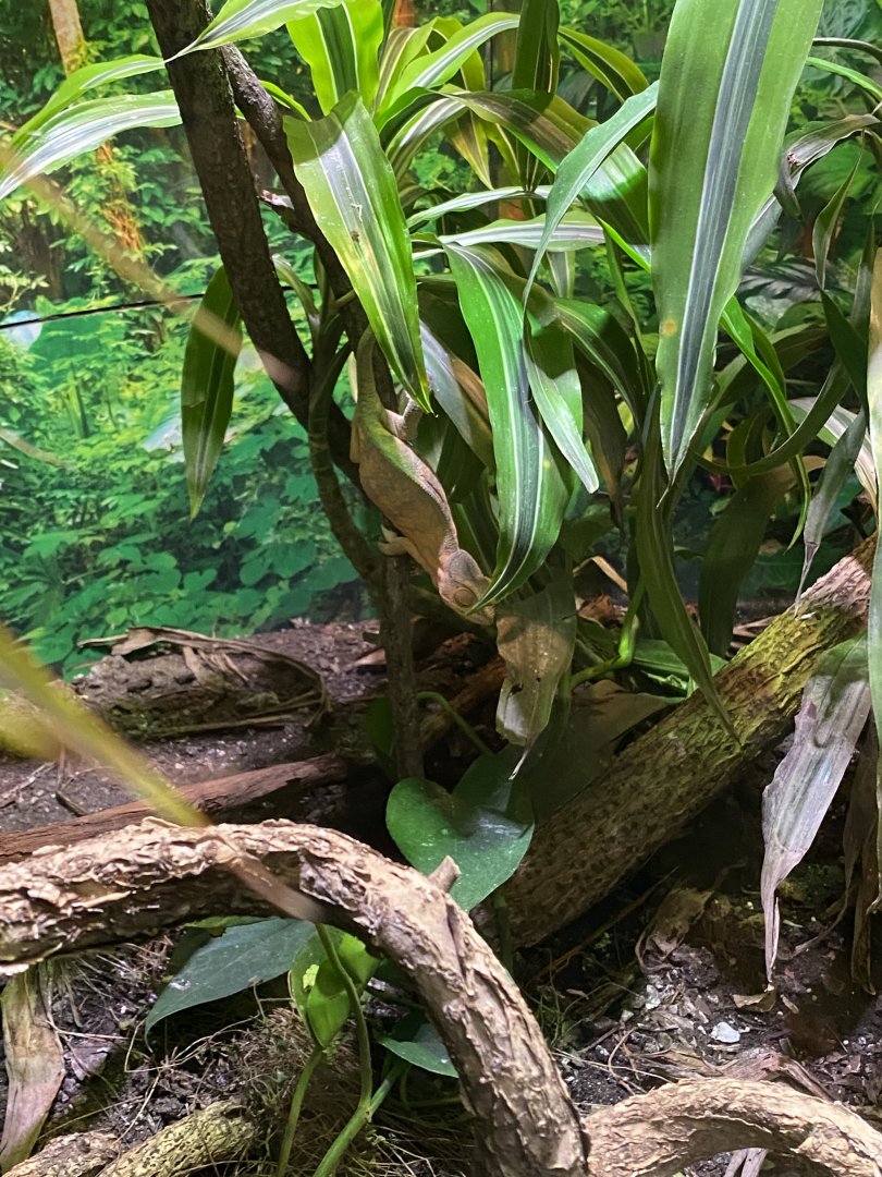 Chameleon riverside reptiles, ID?