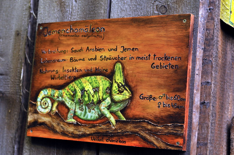 Chameleon-sign at Hagenbeck