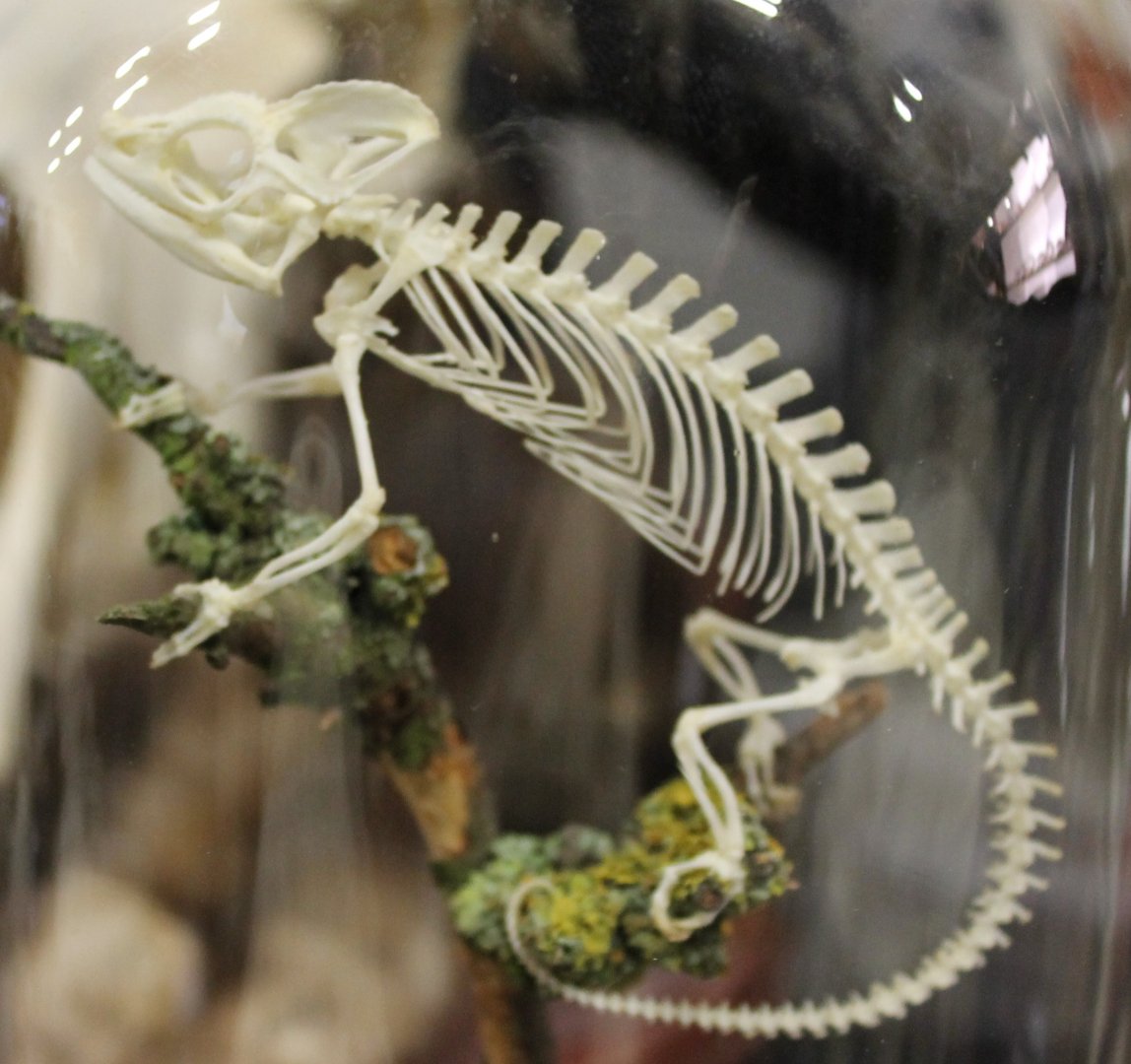 Chameleon-skeleton