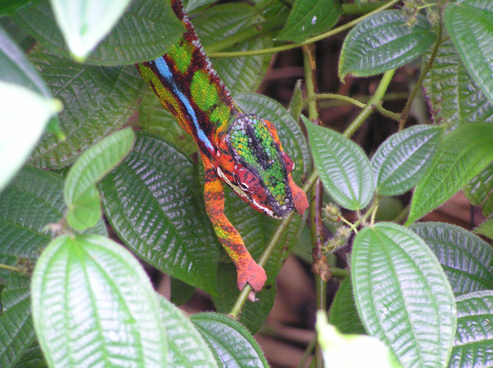 Chameleon spp. - Zurich 06