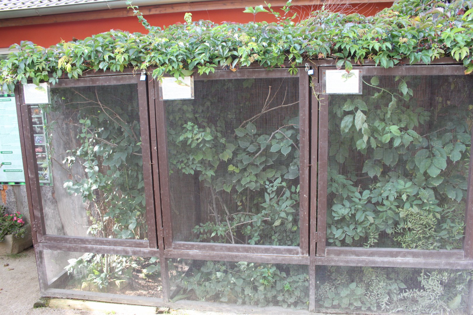 Chameleon summer exhibits