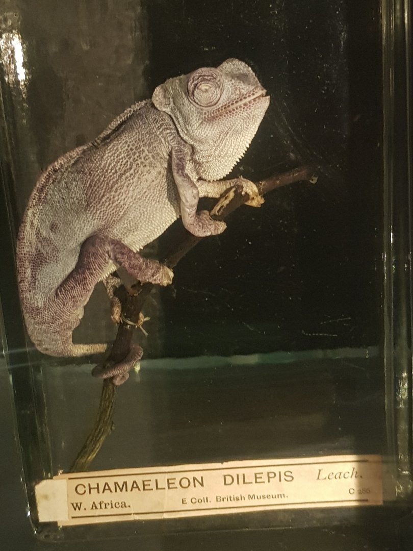 Chameleon Wet Specimen