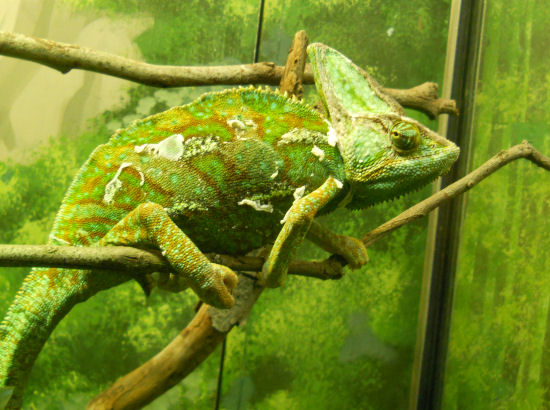chameleon