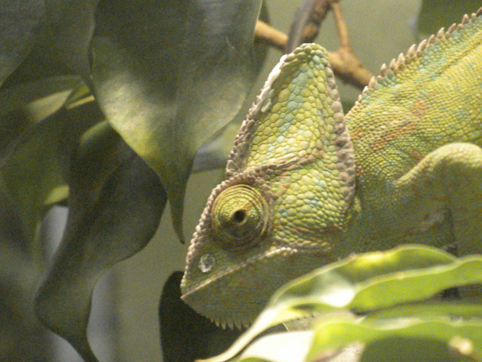 Chameleon
