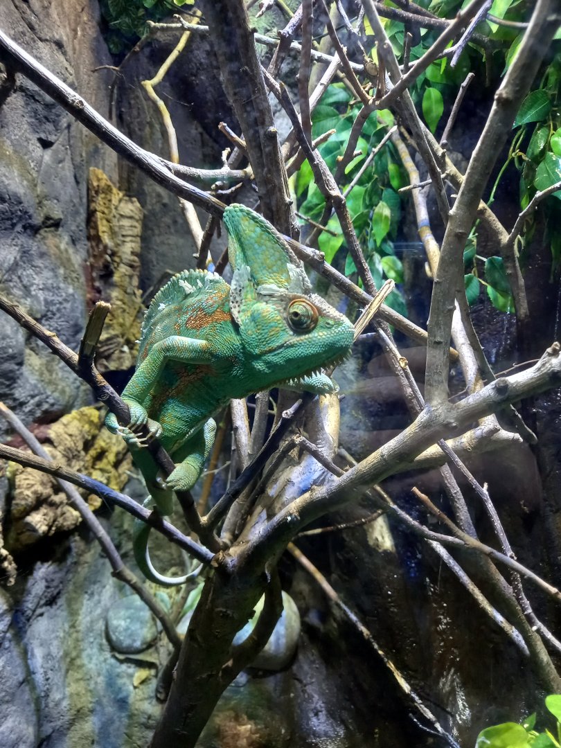Chameleon