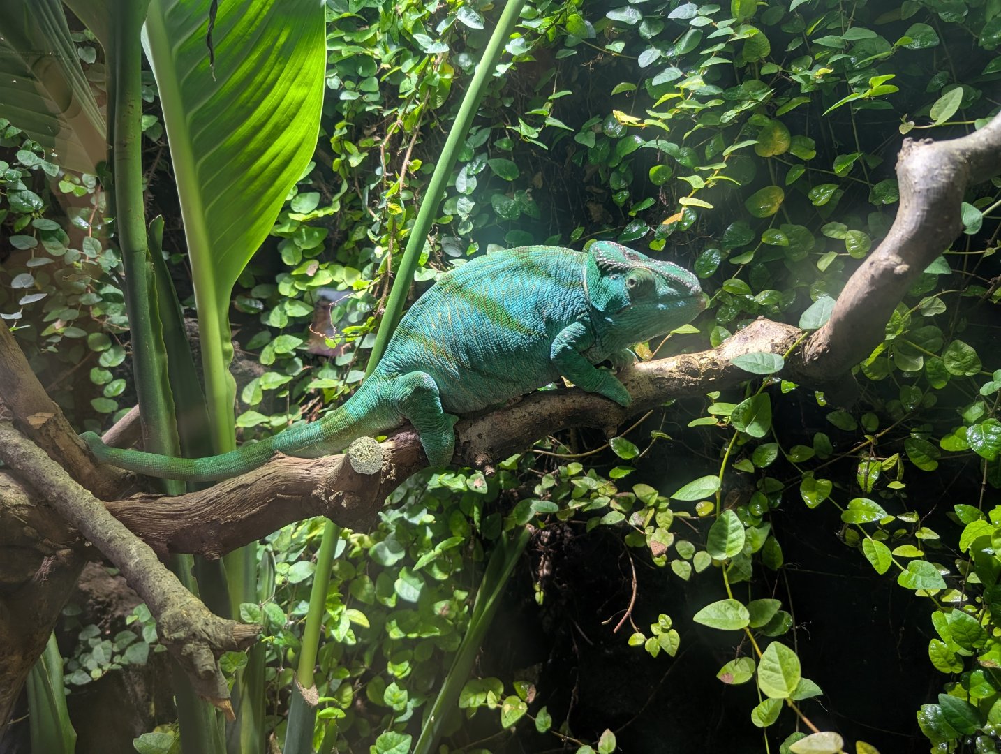 Chameleon