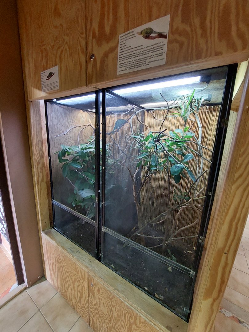 Chameleon's exhibits