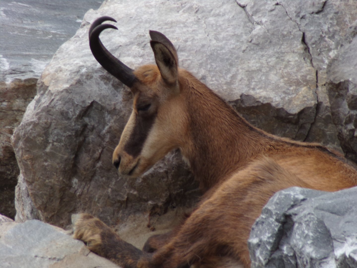 Chamois 9.7.25