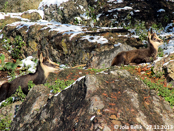 Chamois at Zoo Hellbrunn Salzburg