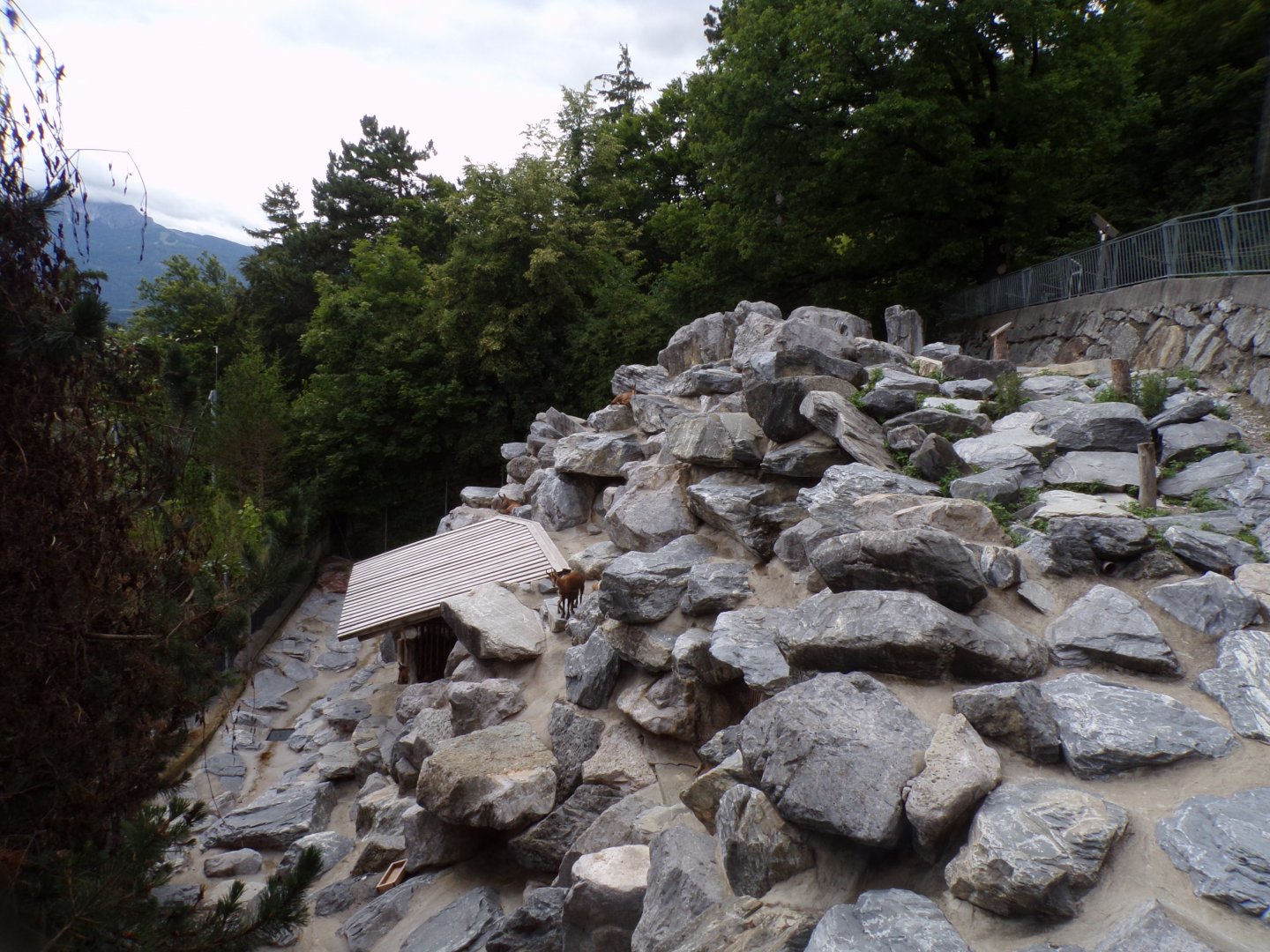 Chamois enclosure 9.7.25