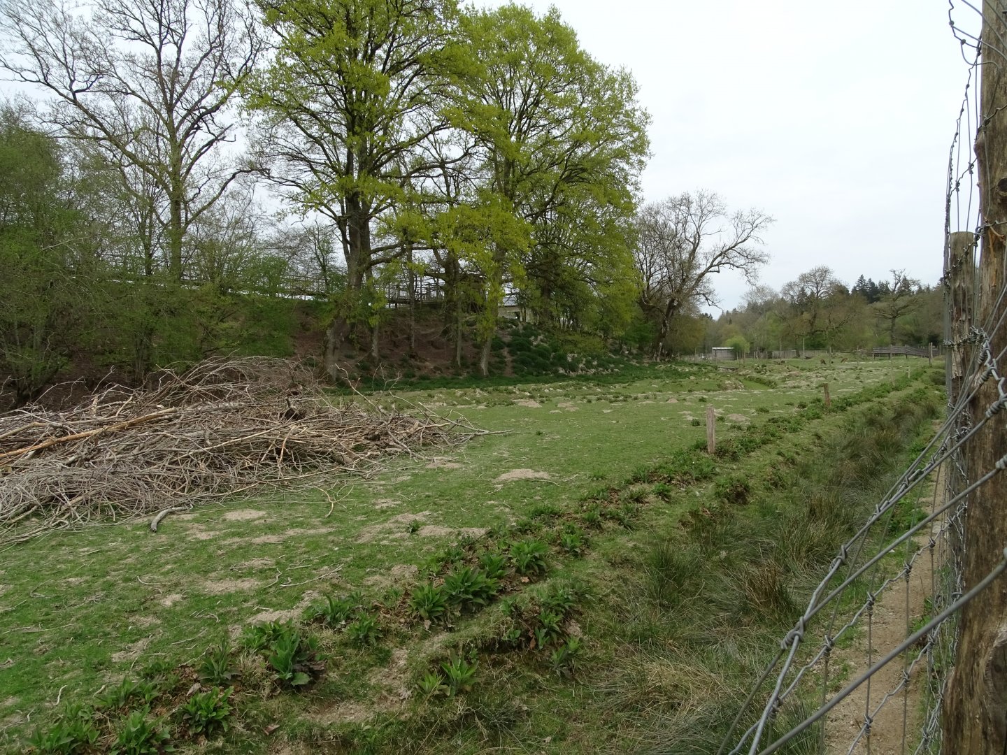 Chamois, European mouflon, Fallow deer exhibit - Parc animalier d'Ecouves