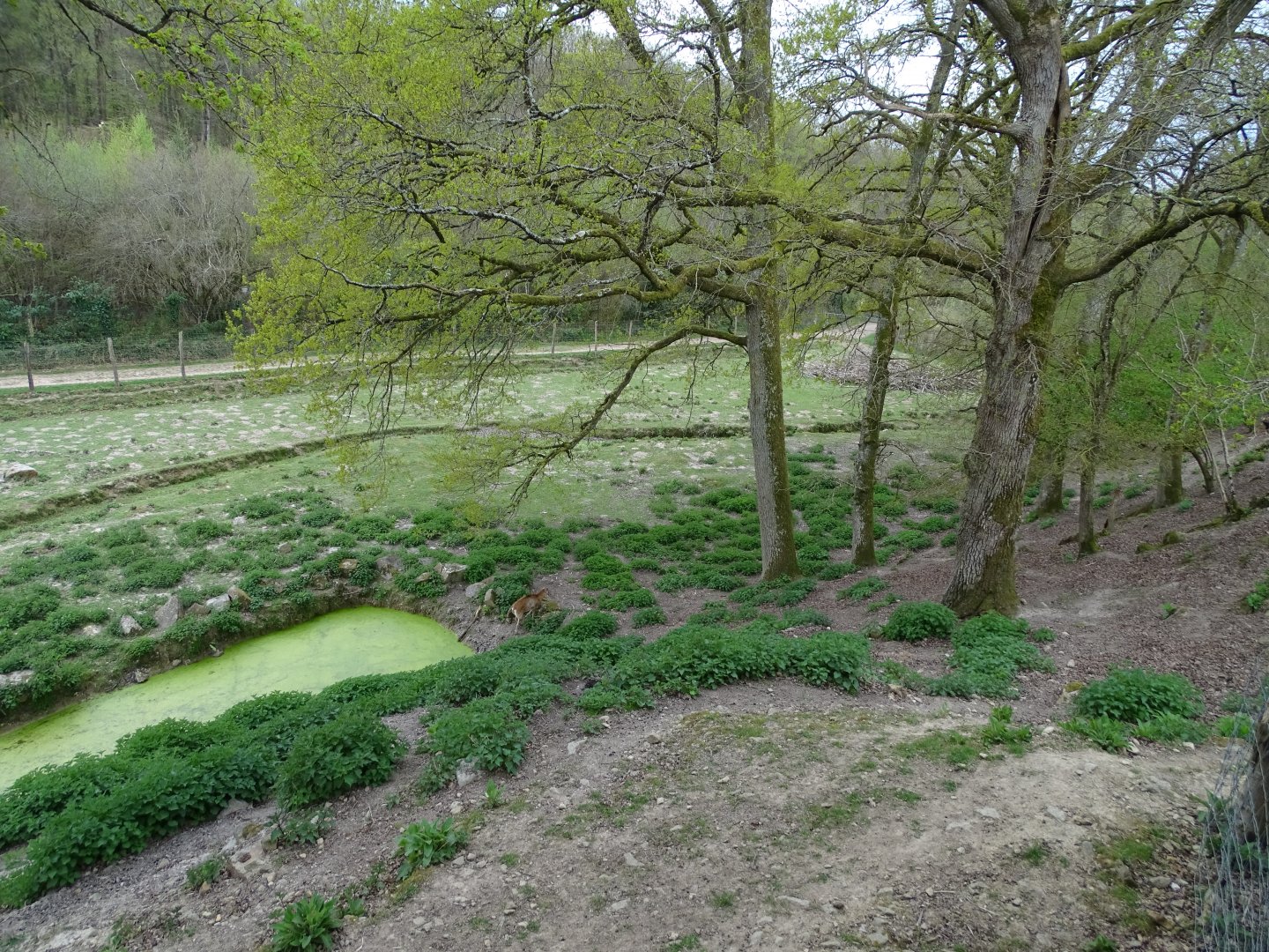 Chamois, European mouflon, Fallow deer exhibit - Parc animalier d'Ecouves