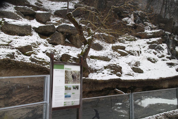 chamois exhibit