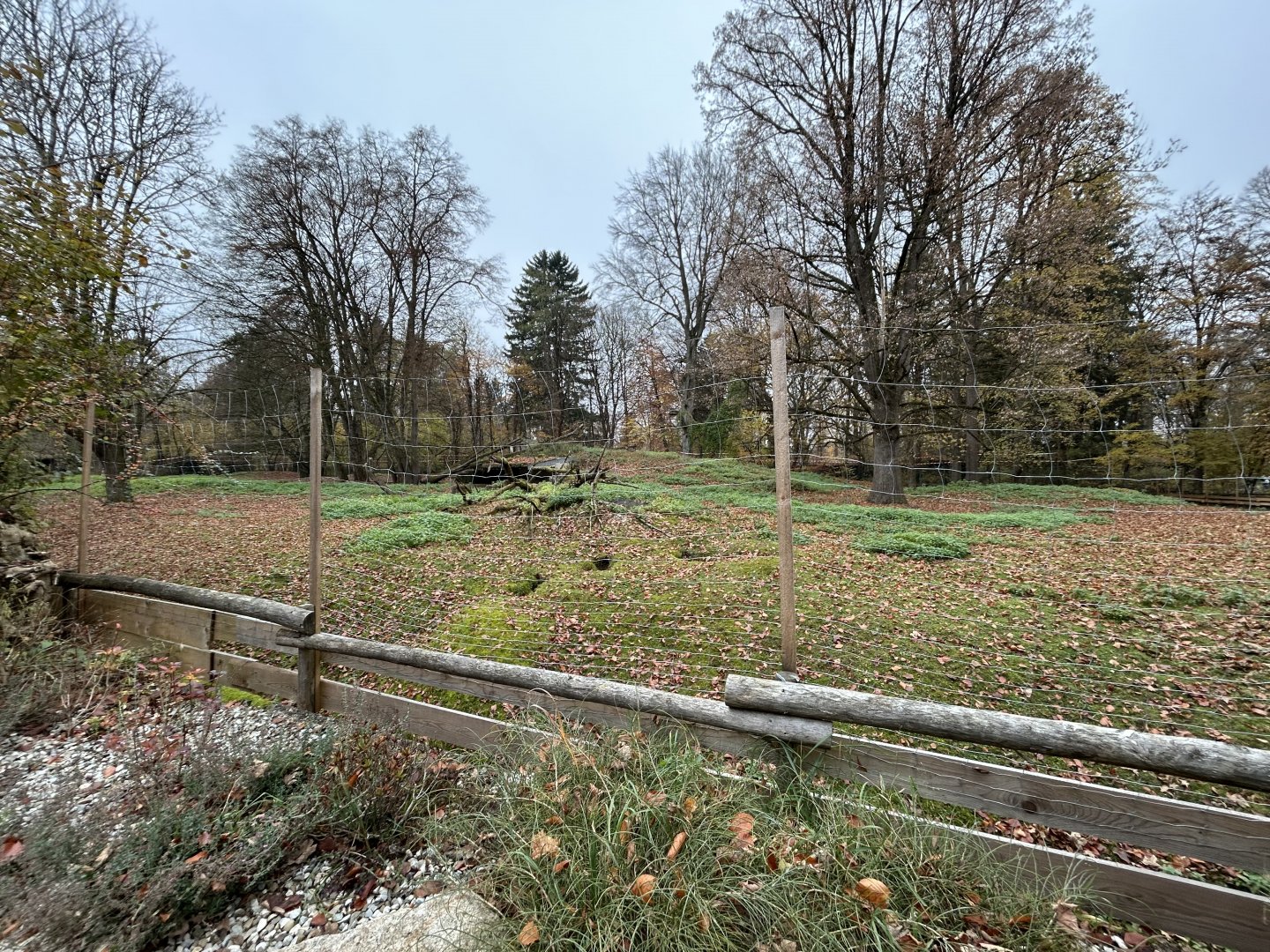 Chamois Exhibit