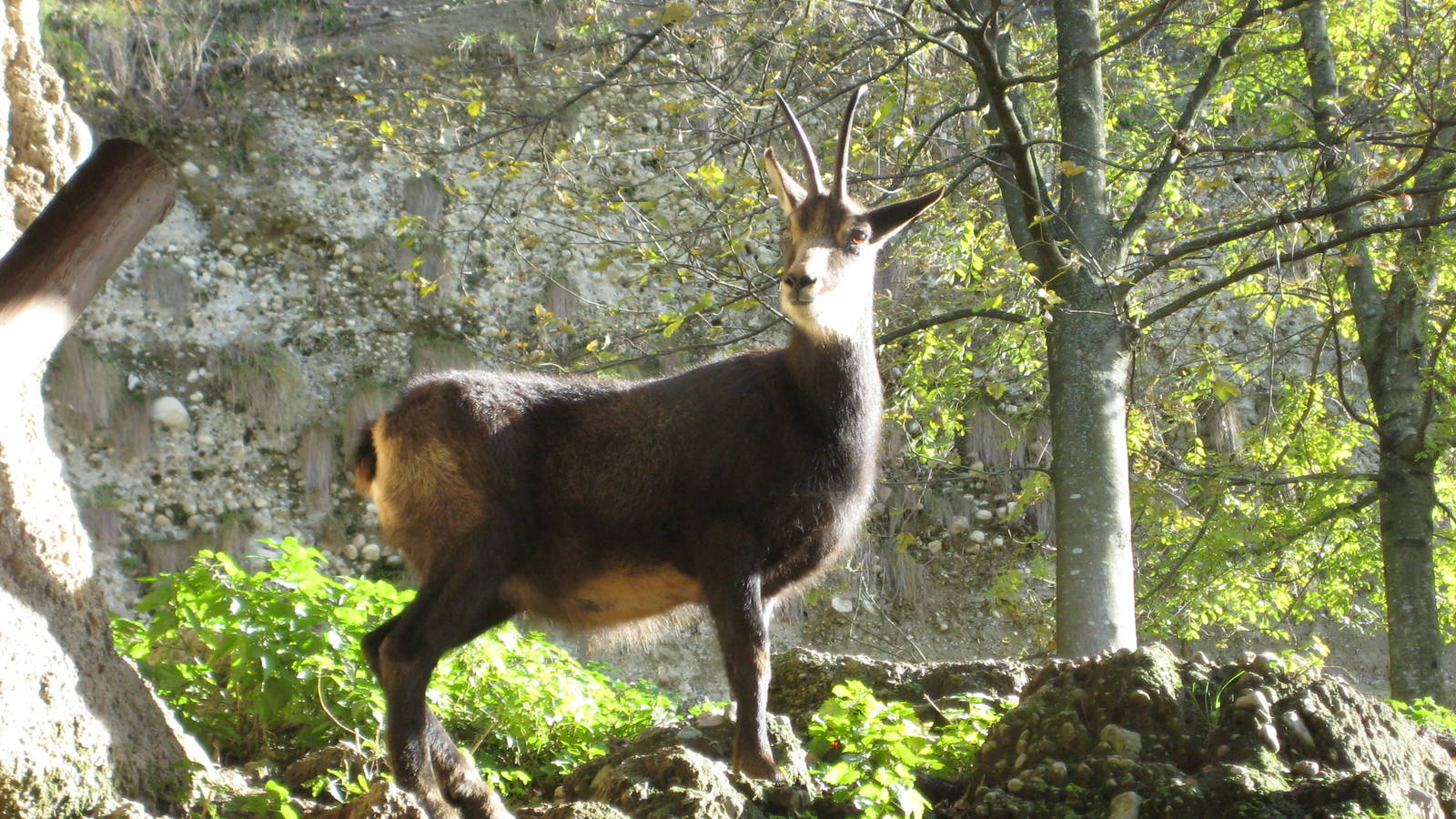 Chamois in the sun