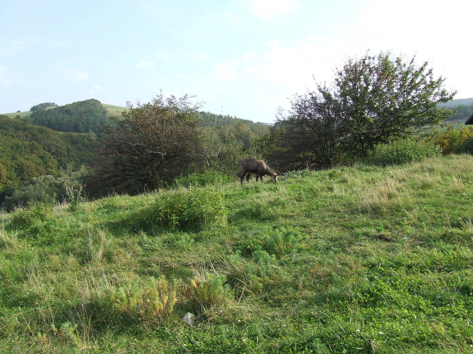 Chamois in Zoo Kosice
