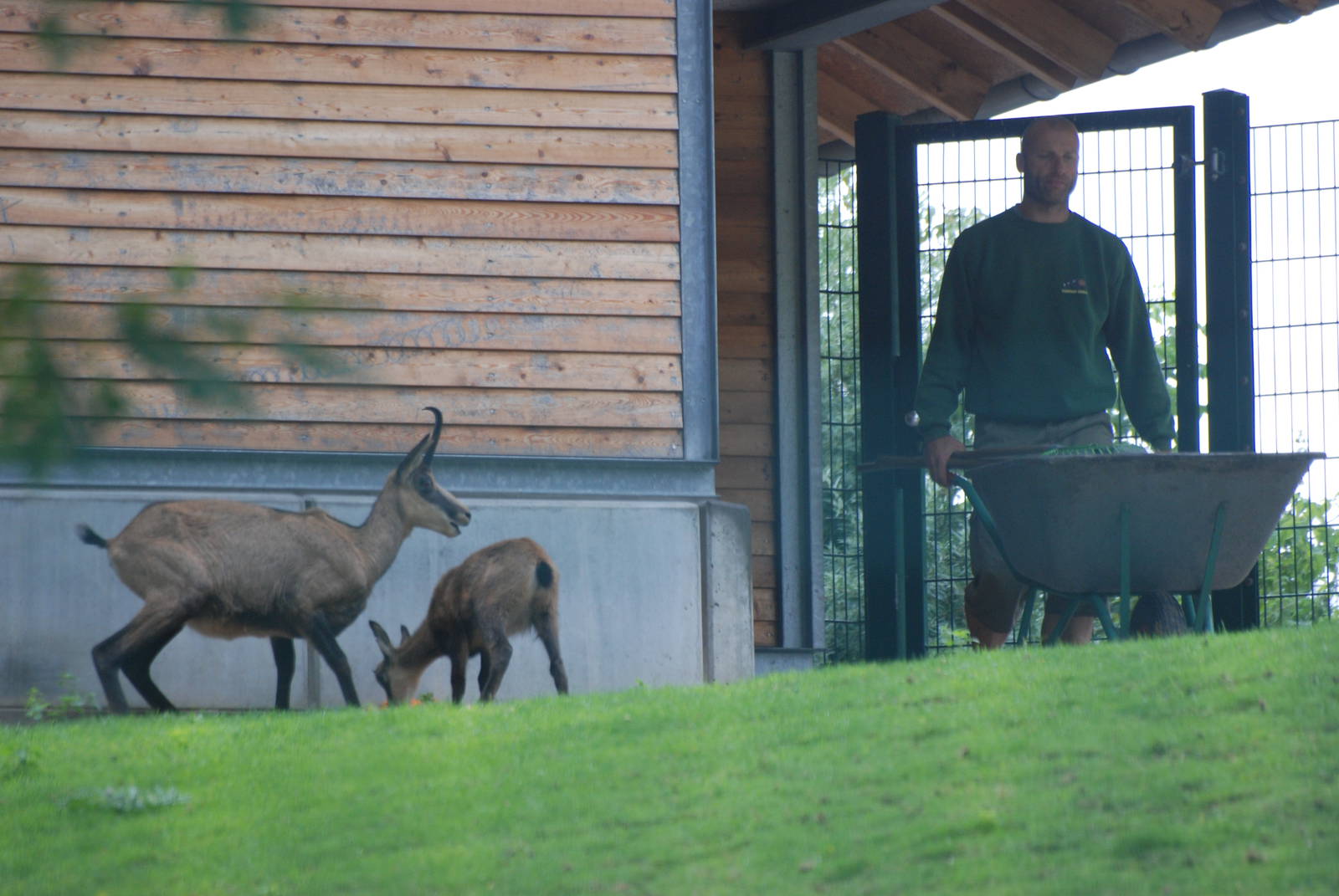 Chamois Keeping at Tierpark Berlin, 30/08/11