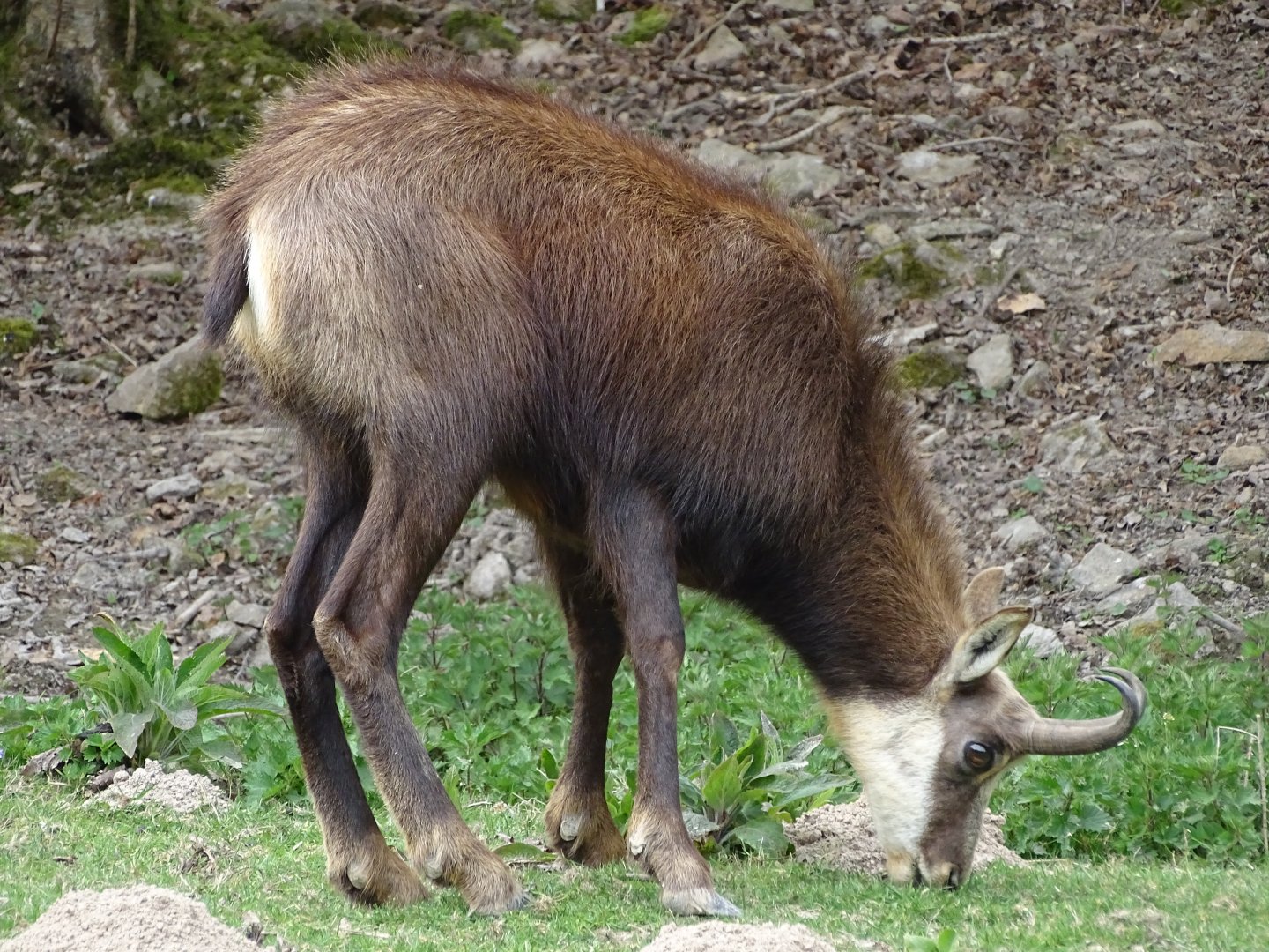 Chamois (Rupicapra rupicapra) - Parc animalier d'Ecouves