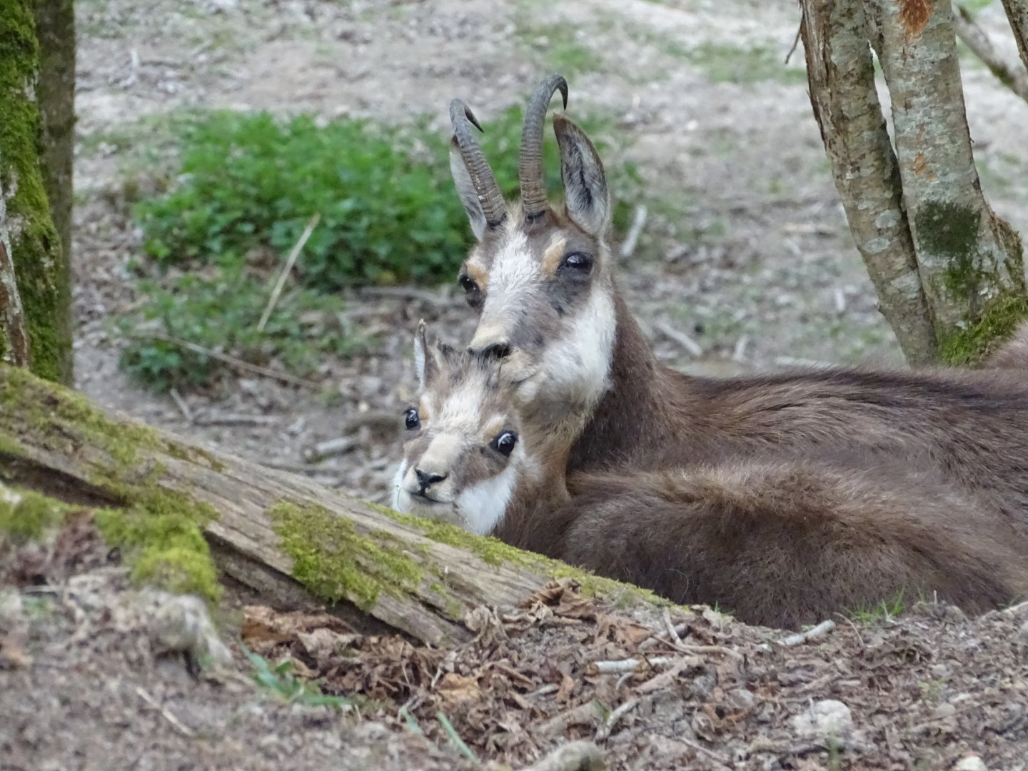 Chamois (Rupicapra rupicapra) - Parc animalier d'Ecouves