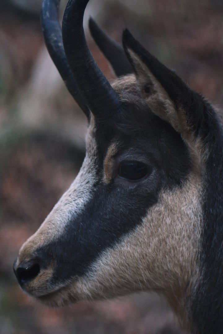 Chamois (Rupicapra rupicapra)