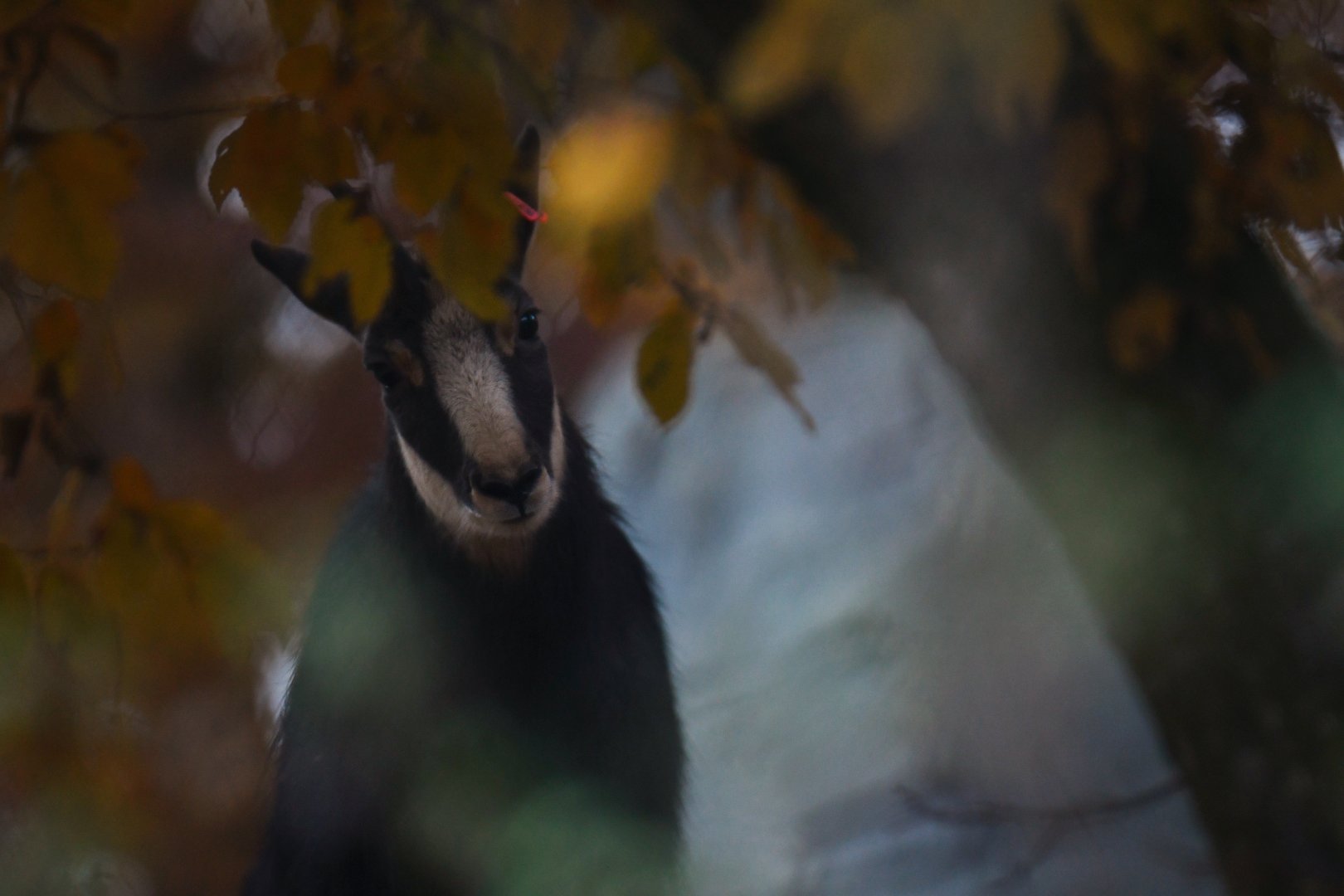 Chamois (Rupicapra rupicapra)
