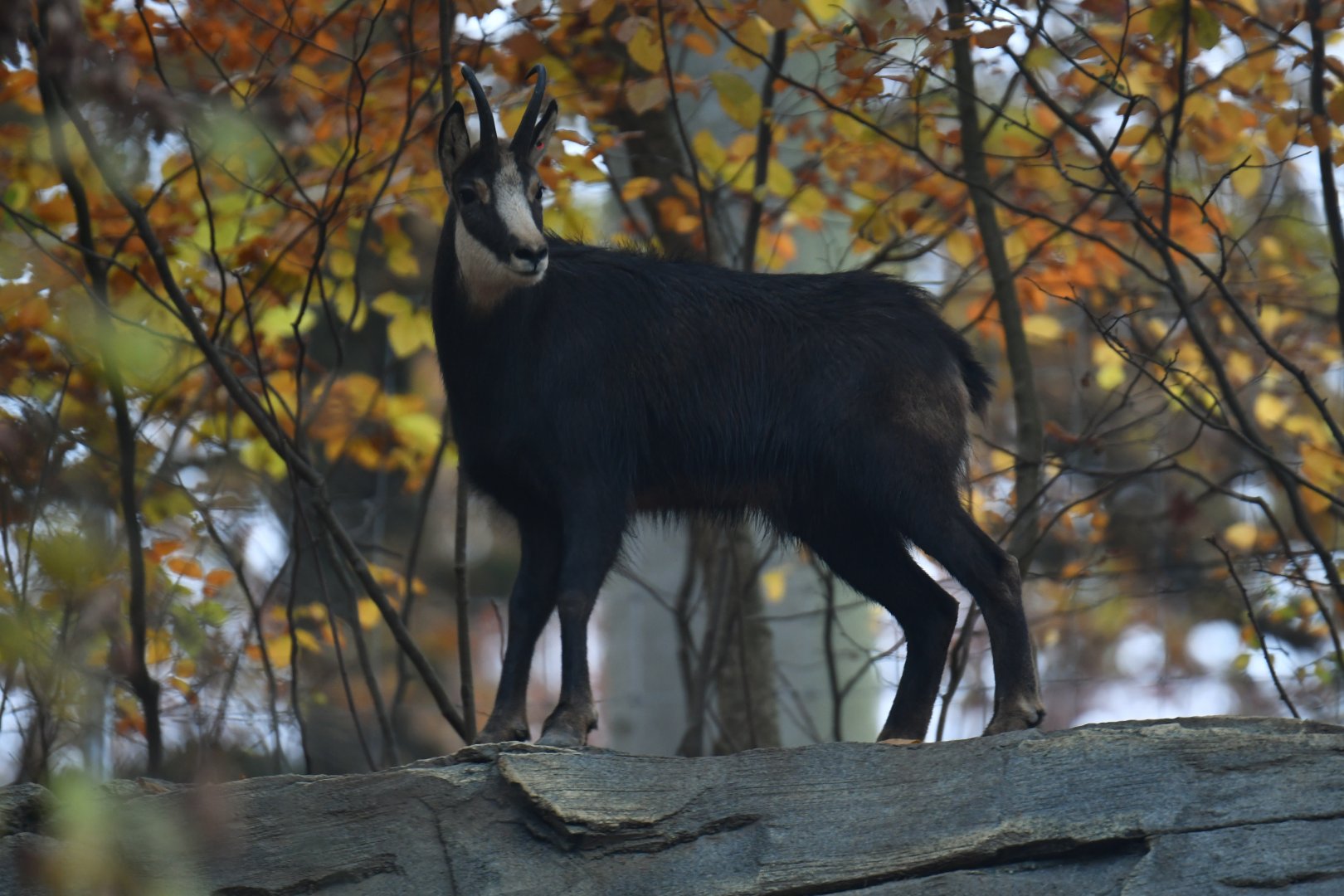 Chamois (Rupicapra rupicapra)