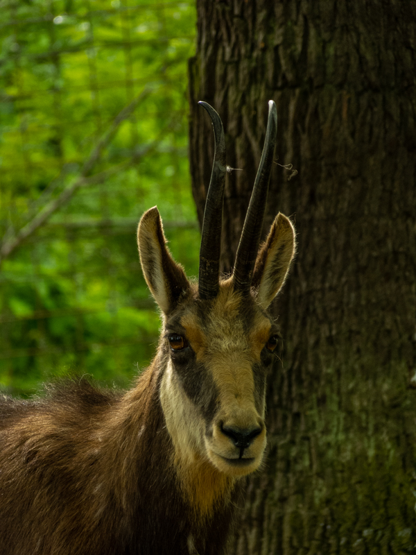 Chamois (Rupicapra rupicapra)