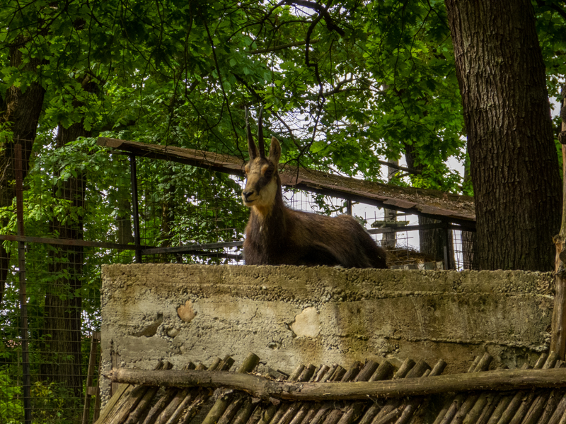 Chamois (Rupicapra rupicapra)