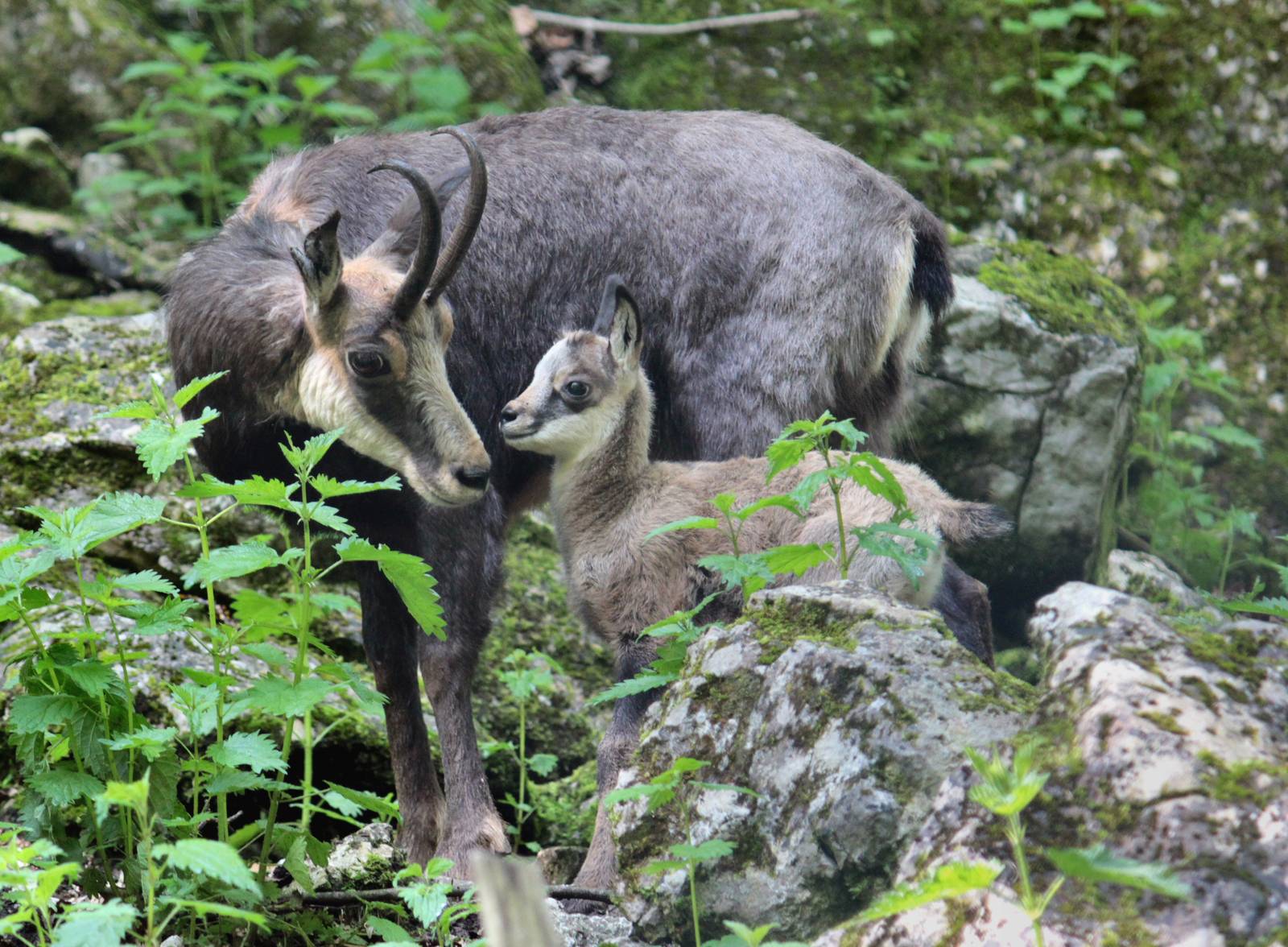 Chamois with fawn